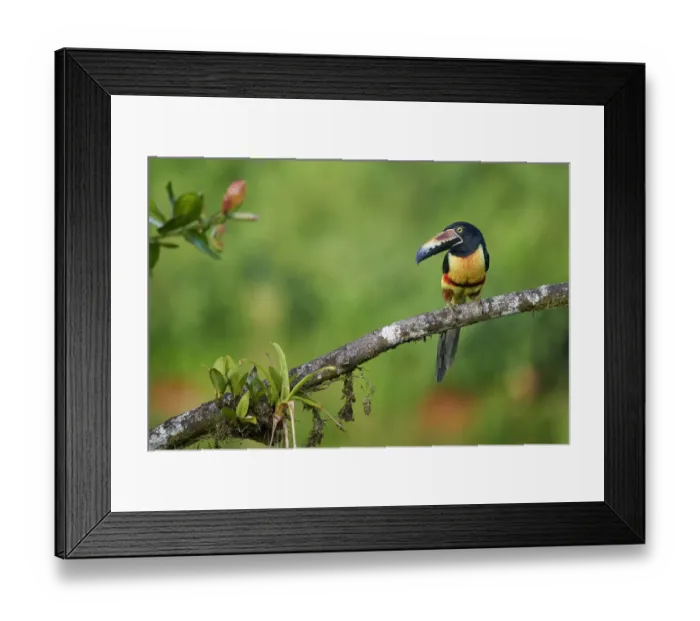 Framed Print : Collared Aracari Framed Print : Collared Aracari