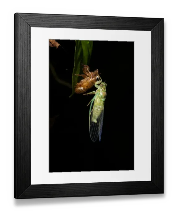 Framed Print : Cicada. New born cicada and exoskeleton Framed Print : Cicada. New born cicada and exoskeleton