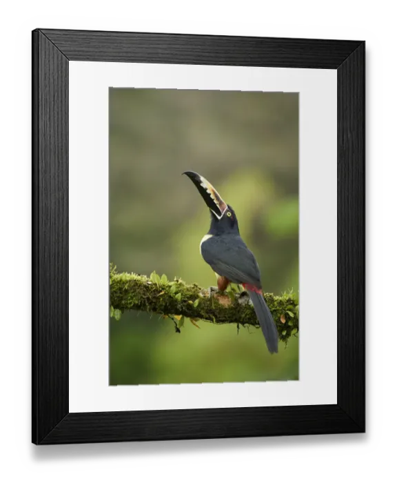 Framed Print : Collared Aracari Framed Print : Collared Aracari