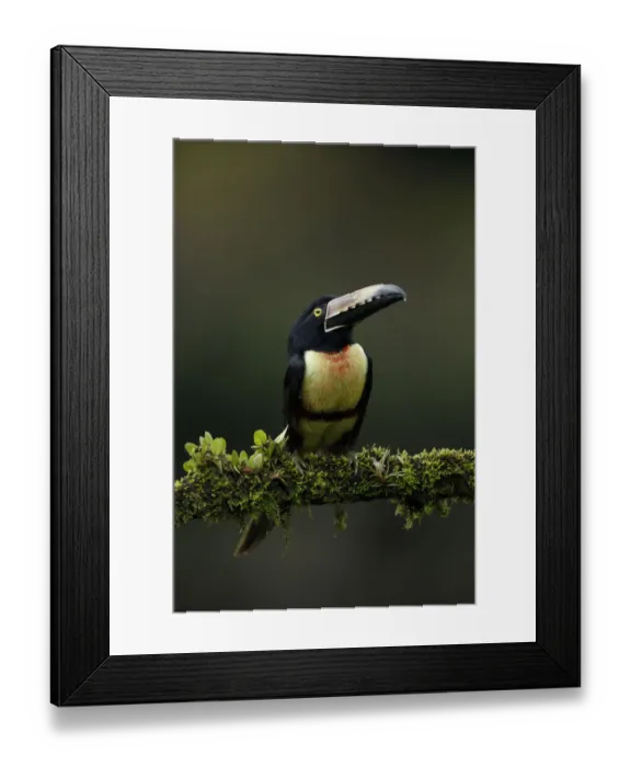 Framed Print : Collared Aracari