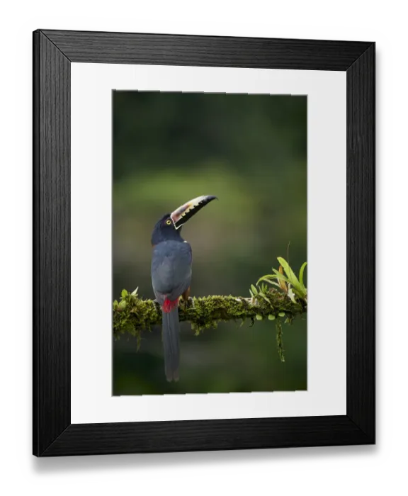 Framed Print : Collared Aracari Framed Print : Collared Aracari
