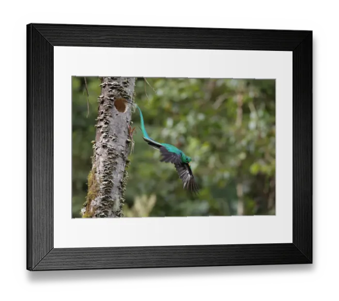 Framed Print : Resplendent Quetzal