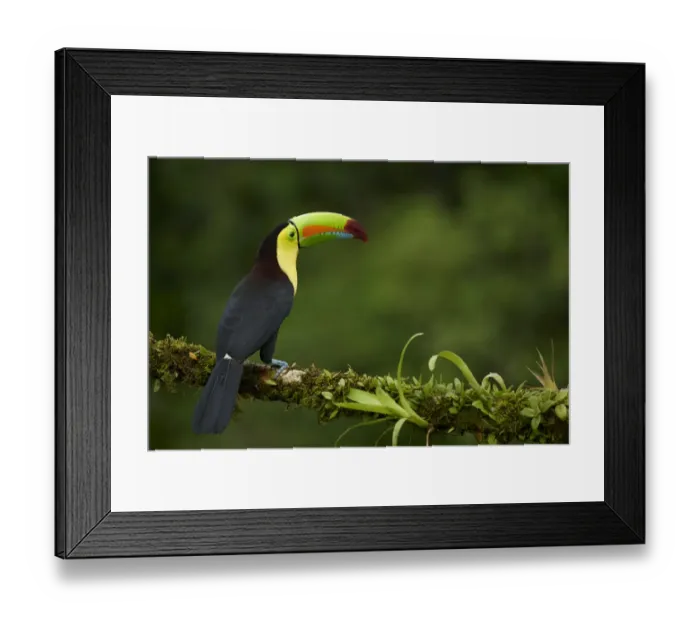 Framed Print : Keel-billed Toucan (Ramphastos sulfuratus) Framed Print : Keel-billed Toucan (Ramphastos sulfuratus)