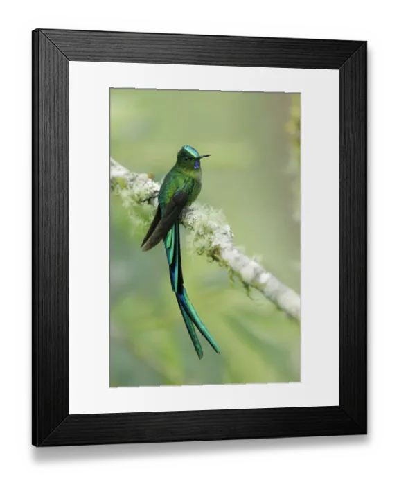 Framed Print : Long-tailed Sylph Framed Print : Long-tailed Sylph
