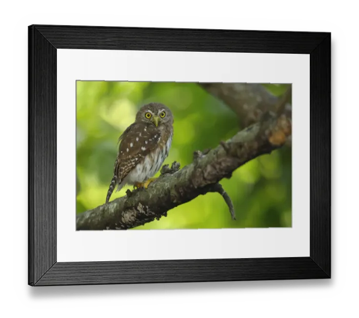 Framed Print : Ferruginous Pygmy-Owl Framed Print : Ferruginous Pygmy-Owl