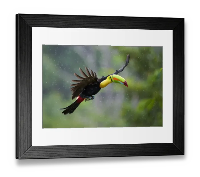 Framed Print : Keel-billed Toucan (Ramphastos sulfuratus) Framed Print : Keel-billed Toucan (Ramphastos sulfuratus)