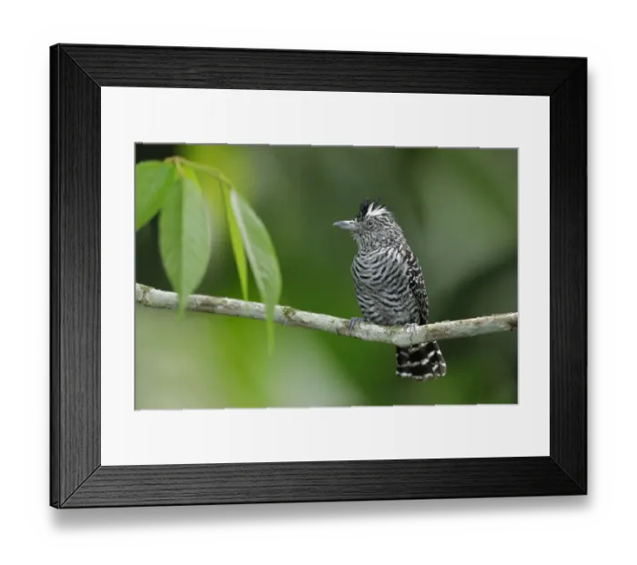 Framed Print : Barred Antshrike (Thamnophilus doliatus) Framed Print : Barred Antshrike (Thamnophilus doliatus)