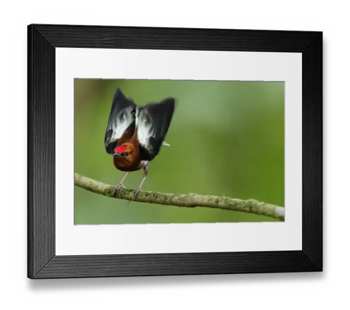Framed Print : Club-winged Manakin Framed Print : Club-winged Manakin