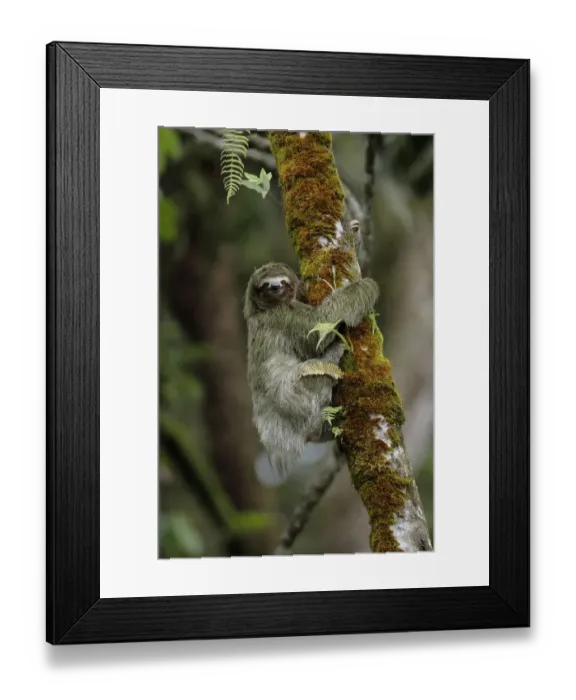 Framed Print : Three-toed Sloth on cecropia tree Framed Print : Three-toed Sloth on cecropia tree