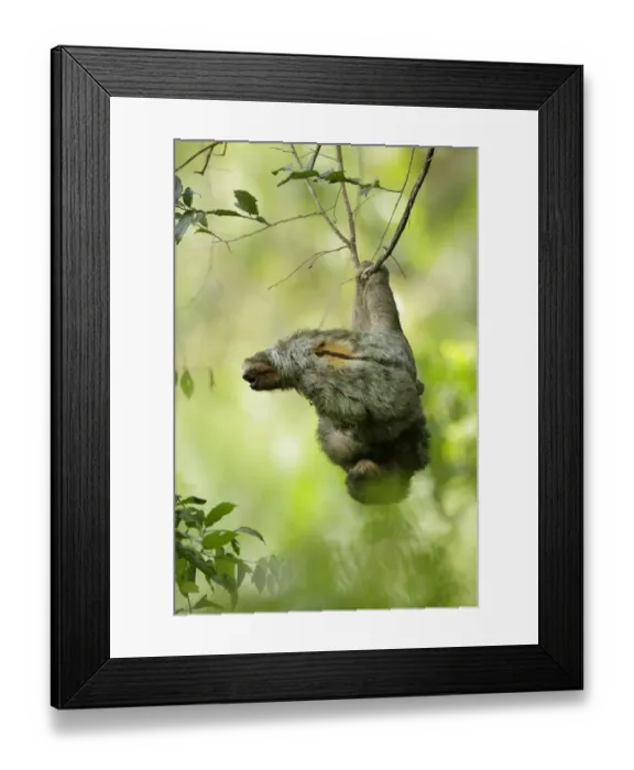 Framed Print : Three-toed Sloth