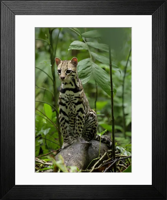 Framed Print : Ocelot (Leopardus pardalis) sitting on log inside Corcovado National Park, Costa Rica Framed Print : Ocelot (Leopardus pardalis) sitting on log inside Corcovado National Park, Costa Rica