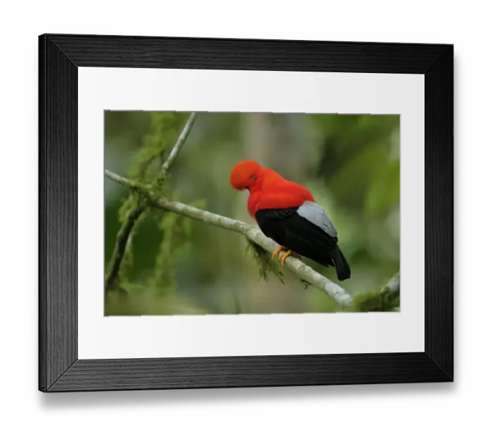 Framed Print : Andean Cock-of-the-rock Framed Print : Andean Cock-of-the-rock