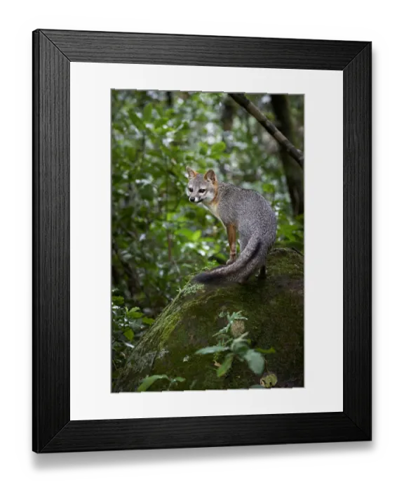 Framed Print : Gray Fox (Urocyon cinereoargenteus) resting on boulder near the Monteverde Framed Print : Gray Fox (Urocyon cinereoargenteus) resting on boulder near the Monteverde