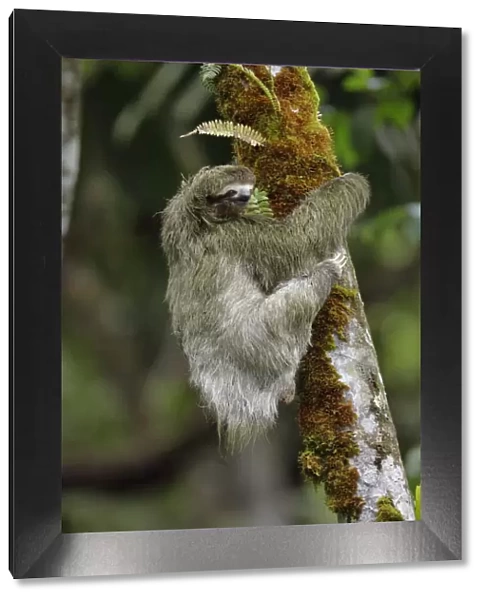 Three-toed Sloth on cecropia tree