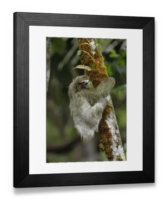 Framed Print : Three-toed Sloth on cecropia tree