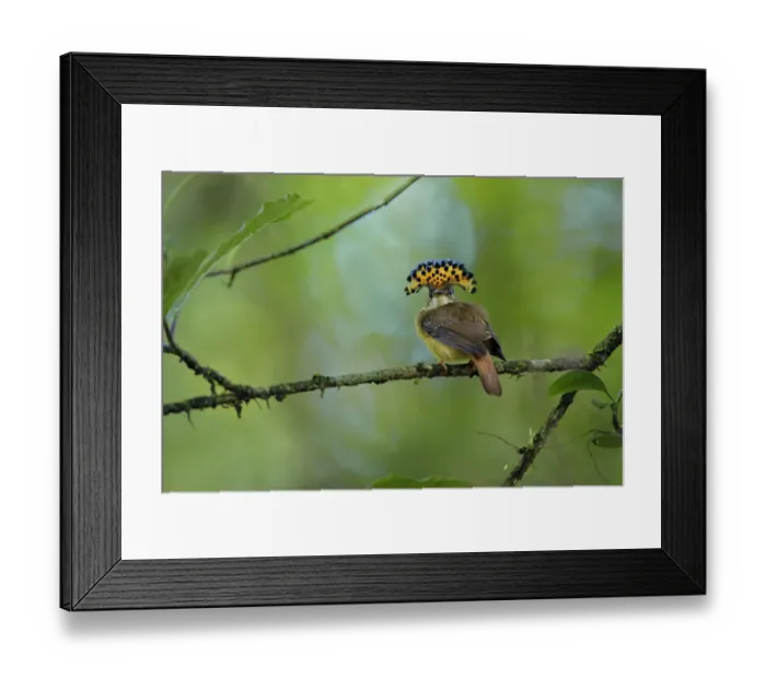 Framed Print : Royal Flycatcher Framed Print : Royal Flycatcher