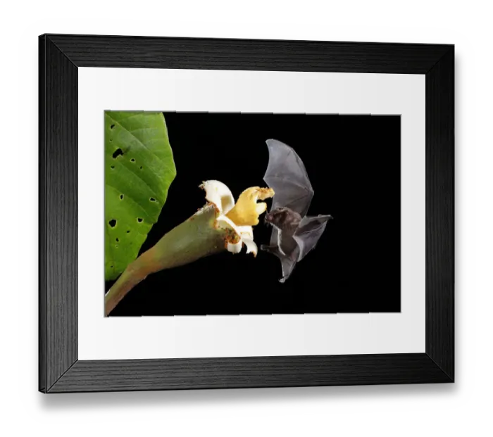 Framed Print : Pallass long-tongued bat Framed Print : Pallass long-tongued bat
