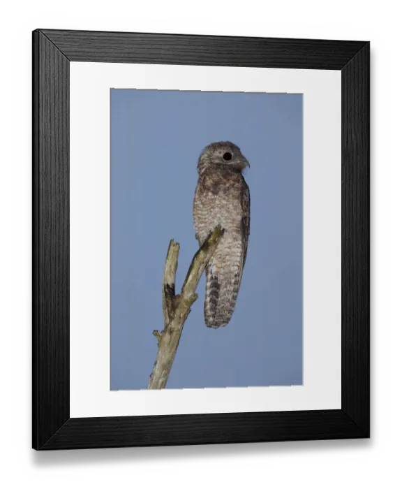 Framed Print : Great Potoo Framed Print : Great Potoo