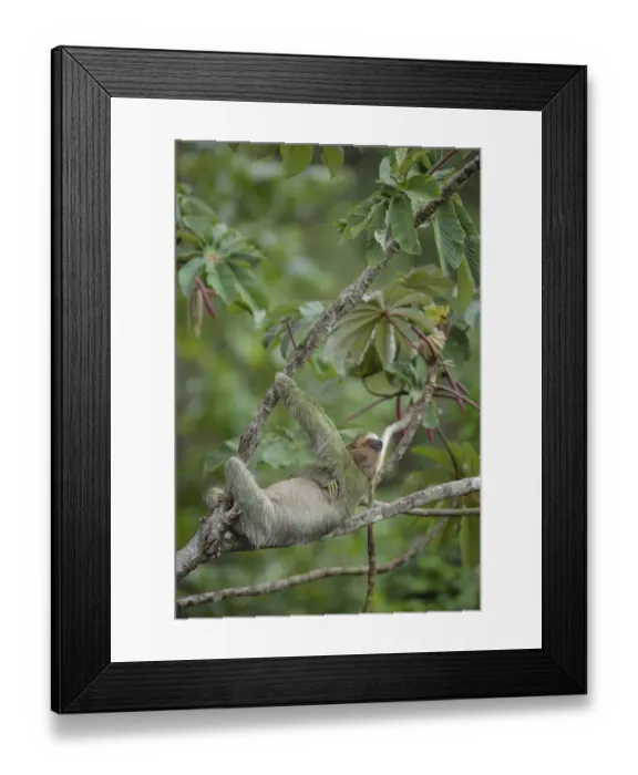 Framed Print : Three-toed Sloth Framed Print : Three-toed Sloth