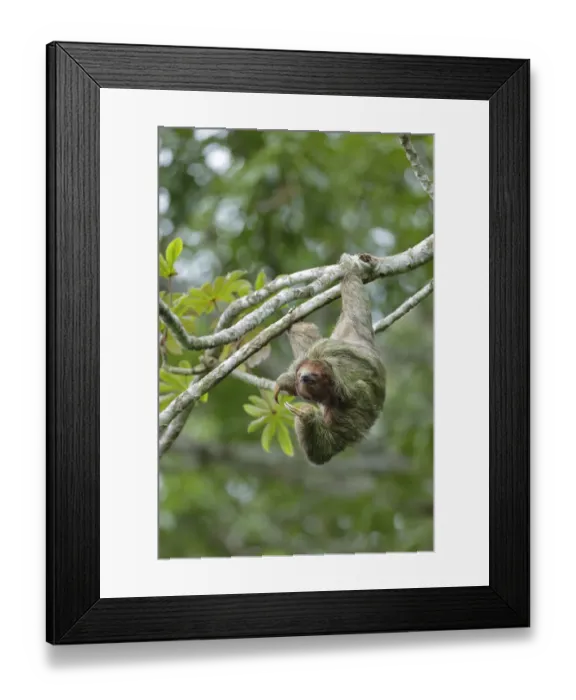Framed Print : Three-toed Sloth Framed Print : Three-toed Sloth