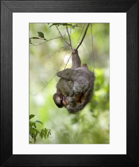 Framed Print : Three-toed Sloth Framed Print : Three-toed Sloth
