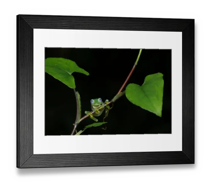 Framed Print : Ghost Glass Frog Framed Print : Ghost Glass Frog