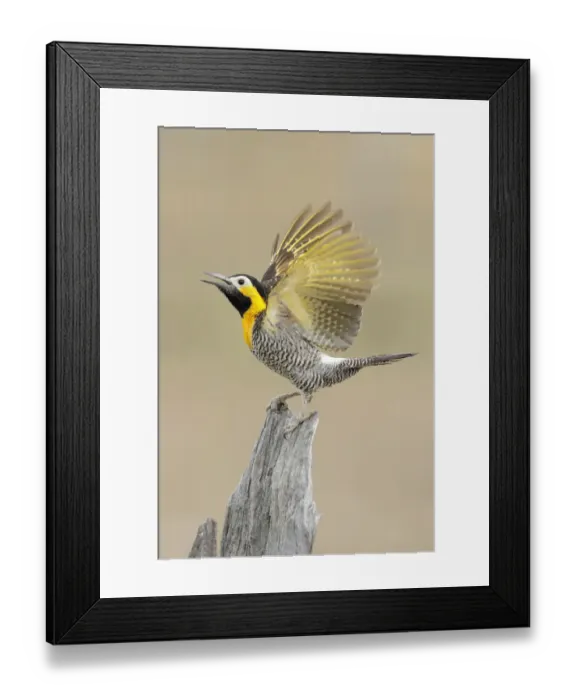 Framed Print : Campo Flicker (Colaptes campestris) Framed Print : Campo Flicker (Colaptes campestris)