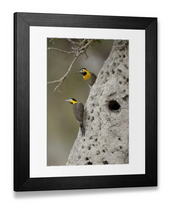 Framed Print : Campo Flicker (Colaptes campestris) Framed Print : Campo Flicker (Colaptes campestris)