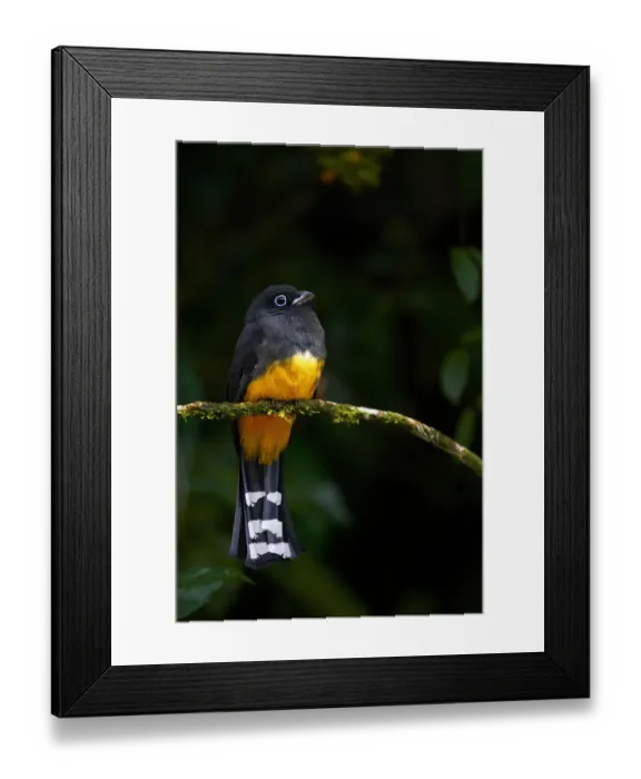 Framed Print : Black-headed Trogon Framed Print : Black-headed Trogon