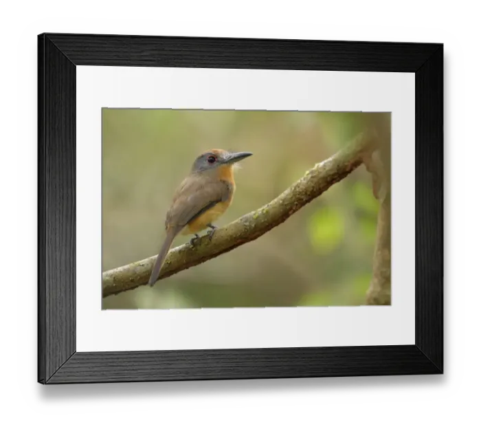 Framed Print : Gray-cheeked Nunlet (Nonnula frontalis) Framed Print : Gray-cheeked Nunlet (Nonnula frontalis)