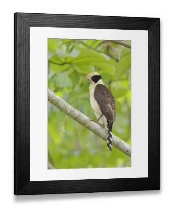 Framed Print : Laughing Falcon Framed Print : Laughing Falcon