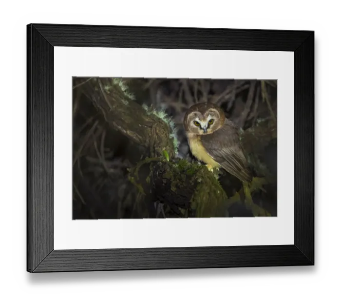 Framed Print : Unspotted saw-whet owl Framed Print : Unspotted saw-whet owl