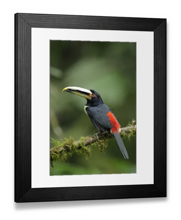 Framed Print : Pale-mandibled Aracari Framed Print : Pale-mandibled Aracari