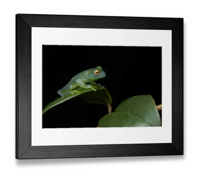 Framed Print : Granular Glass Frog Framed Print : Granular Glass Frog