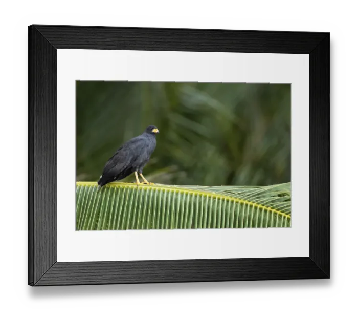 Framed Print : Common Black-Hawk (Buteogallus anthracinus) Framed Print : Common Black-Hawk (Buteogallus anthracinus)