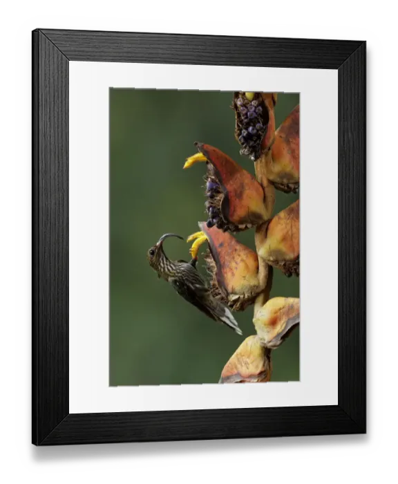 Framed Print : White-tipped Sicklebill Framed Print : White-tipped Sicklebill