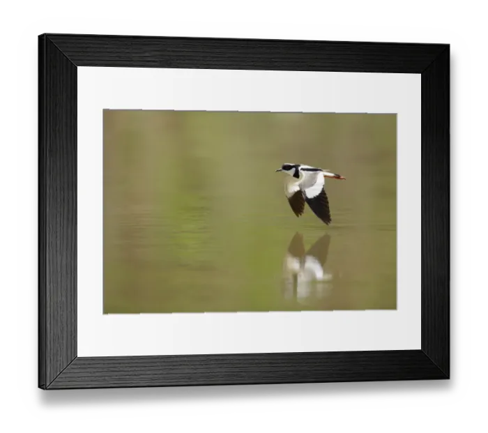 Framed Print : Pied Plover (Vanellus cayanus) Framed Print : Pied Plover (Vanellus cayanus)