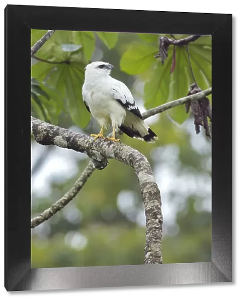 White Hawk (Pseudastur albicollis)