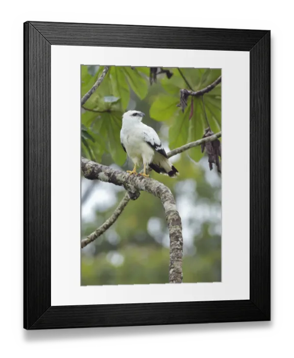 Framed Print : White Hawk (Pseudastur albicollis) Framed Print : White Hawk (Pseudastur albicollis)