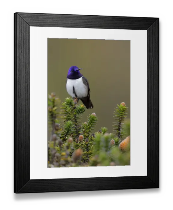Framed Print : Ecuadorian Hillstar (Oreotrochilus chimborazo) Framed Print : Ecuadorian Hillstar (Oreotrochilus chimborazo)