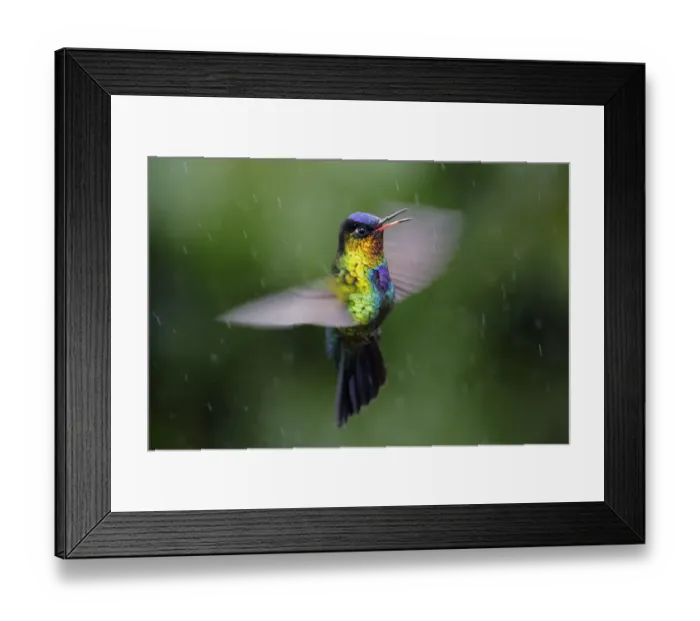 Framed Print : Fiery-throated Hummingbird Framed Print : Fiery-throated Hummingbird