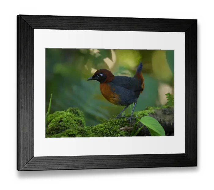 Framed Print : Rufous-breasted antthrush (Formicarius rufipectus) Framed Print : Rufous-breasted antthrush (Formicarius rufipectus)