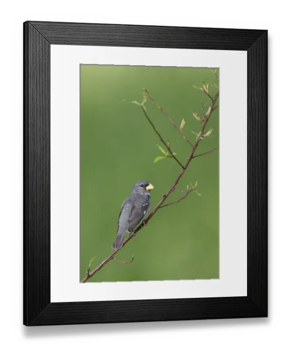 Framed Print : Slate-colored Seedeater (Sporophila schistacea) Framed Print : Slate-colored Seedeater (Sporophila schistacea)