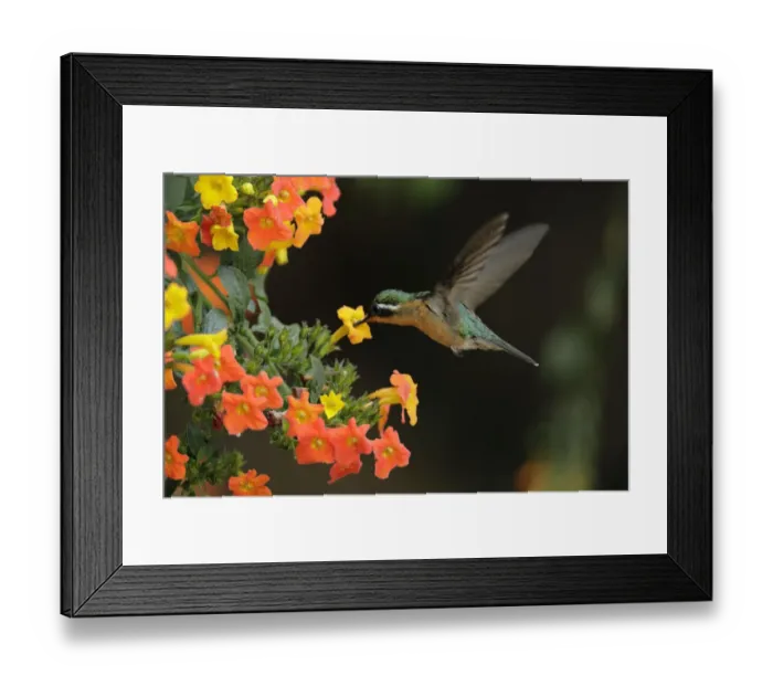 Framed Print : White-throated Mountain-gem (Lampornis castaneoventris) female Framed Print : White-throated Mountain-gem (Lampornis castaneoventris) female
