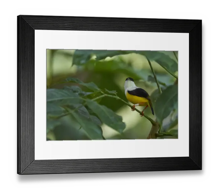 Framed Print : White-collared Manaking Framed Print : White-collared Manaking