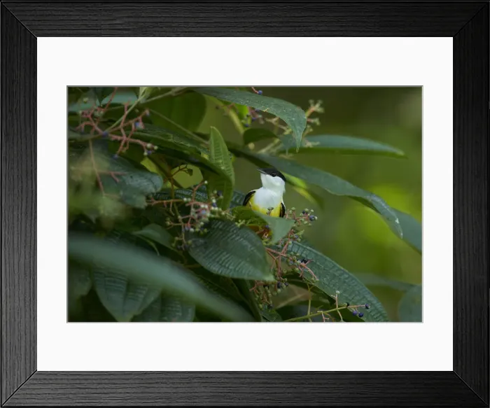 Framed Print : White-collared Manaking Framed Print : White-collared Manaking