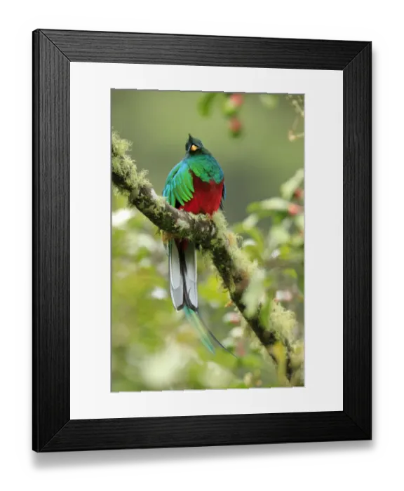 Framed Print : Resplendent Quetzal Framed Print : Resplendent Quetzal