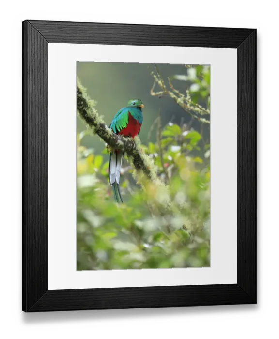 Framed Print : Resplendent Quetzal