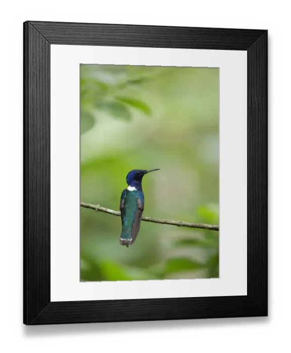 Framed Print : White-necked Jacobin Framed Print : White-necked Jacobin