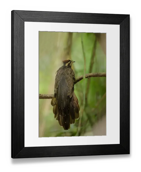 Framed Print : Pheasant Cuckoo (Dromococcyx phasianellus)